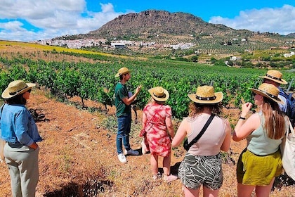 Malaga Small Group Tour with Wine tasting, Culture & Vineyard