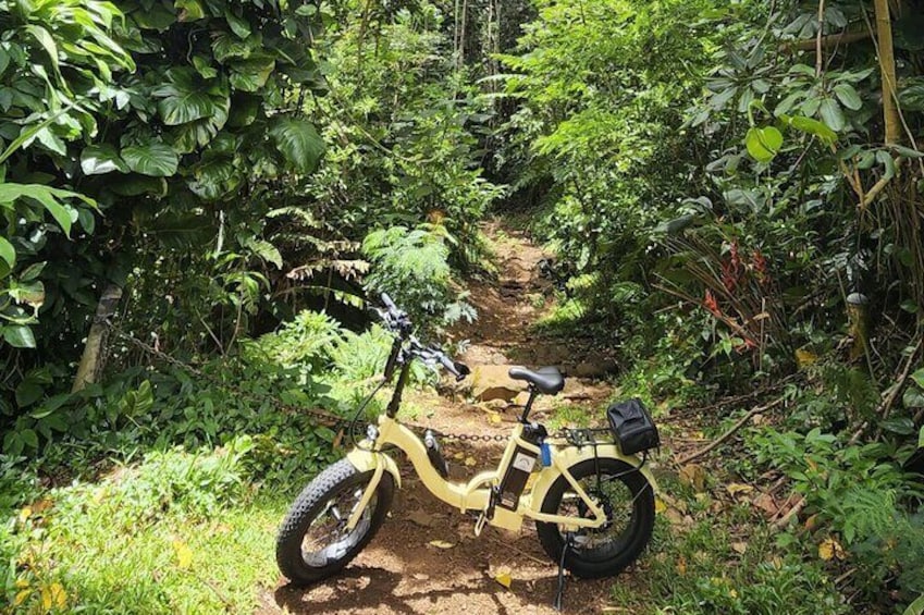 Waikiki Electric Bike Private Tour - Manoa Falls Bike and Hike