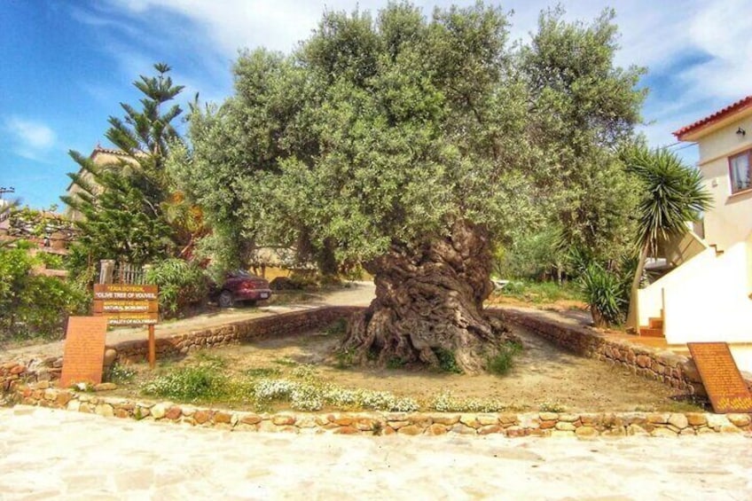 Visit to one of the oldest olive trees in the world