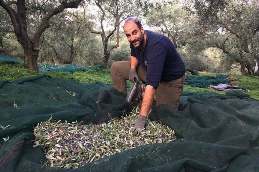 Chania Olive Picking