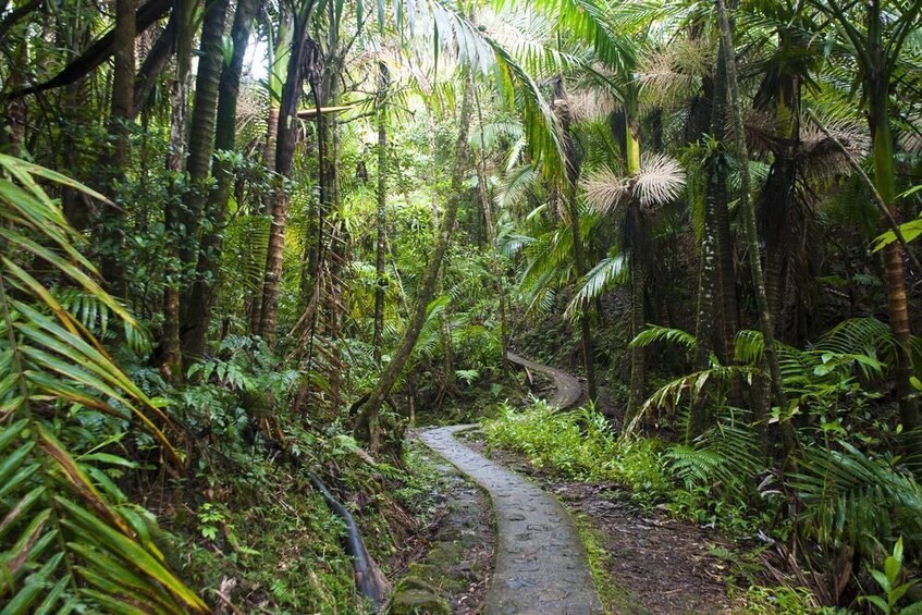 "El Yunque Highlights": 1/2-day Rainforest Explorer Tour 