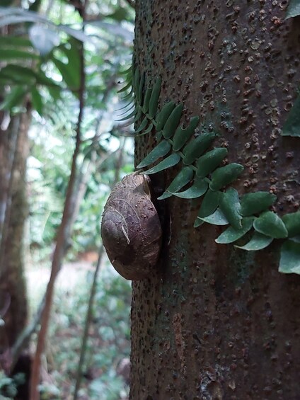 "Wonders of El Yunque National Forest"