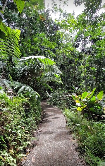 "El Yunque Highlights": 1/2-day Rainforest Explorer Tour 