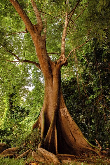 "El Yunque Highlights": 1/2-day Rainforest Explorer Tour 