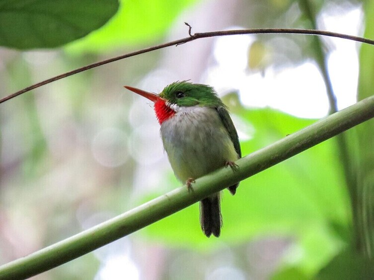 "El Yunque Highlights": 1/2-day Rainforest Explorer Tour 