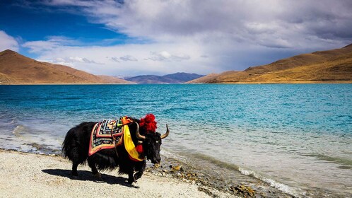 Vanuit Kathmandu: Meerdaagse Tibet Hoogtepunten Reis