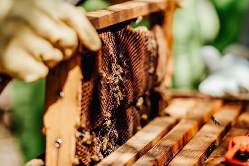 Aruba´s Bee Haven Private Adventure