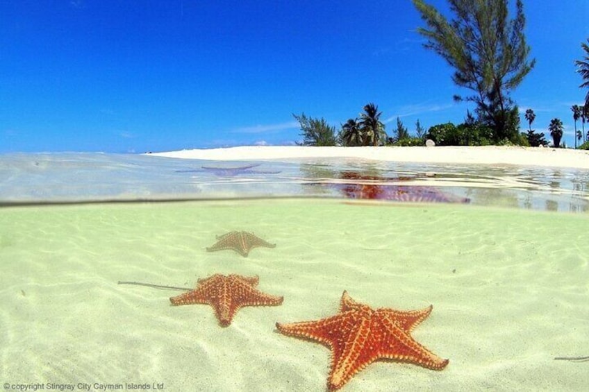 Cayman Adventure: Starfish Point, Stingray City and Coral Gardens