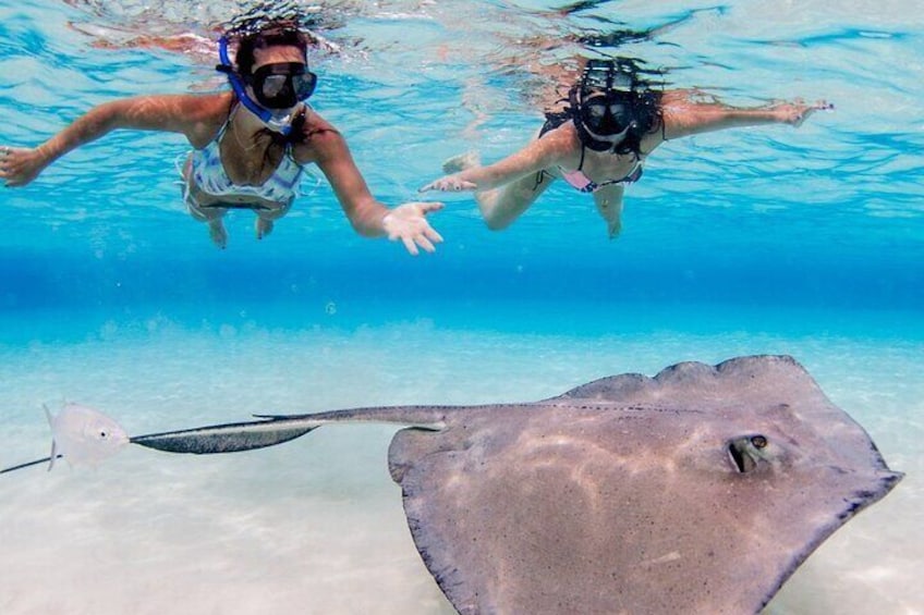 Stingray City and Star Fish Point, Grand Cayman tour from Georgetown cruise port 