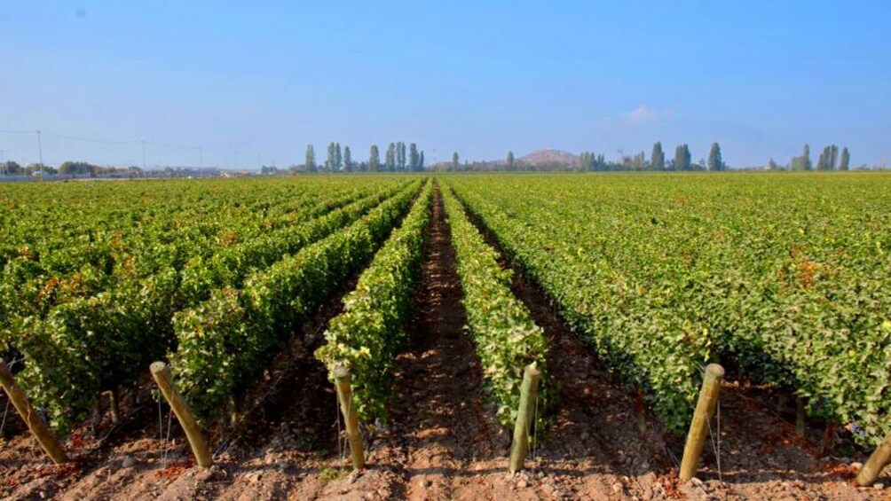 Vineyard