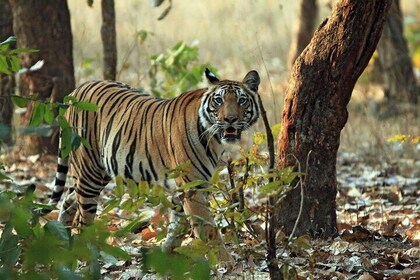 Ranthambore Day Trip from Jaipur with Jeep / Canter Safari