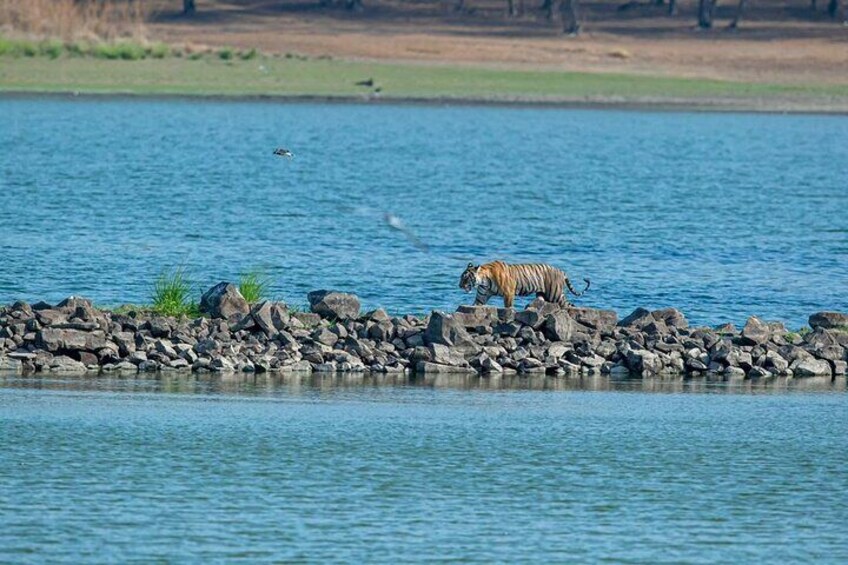 Same Day Ranthambore Tour