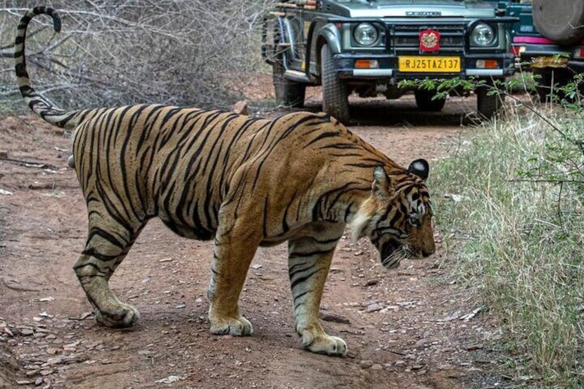 Tiger Sighting @ Ranthambore