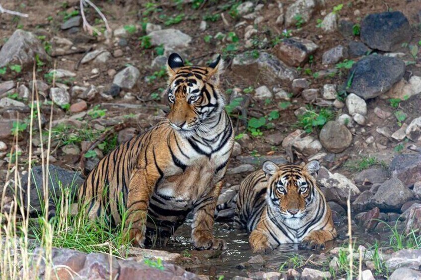 Tiger in Ranthambore National Park