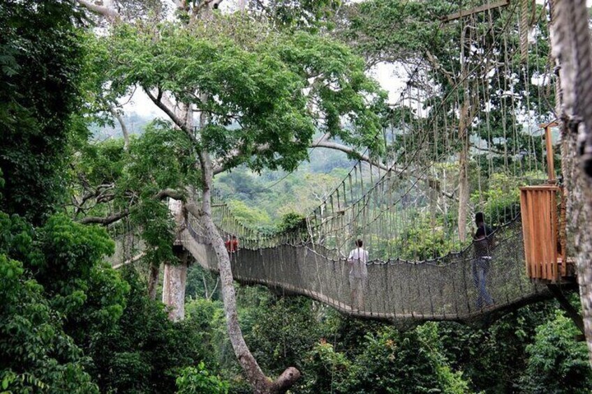 see nature at its finest with the kakum national park tour