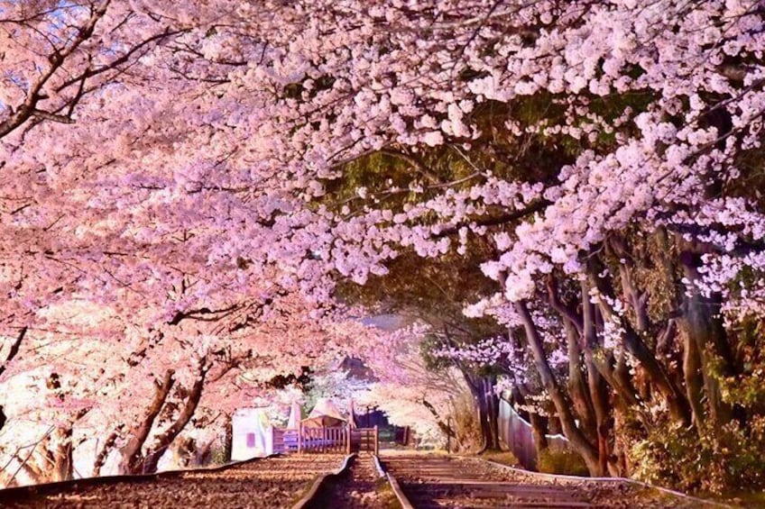 Spring has come!!!