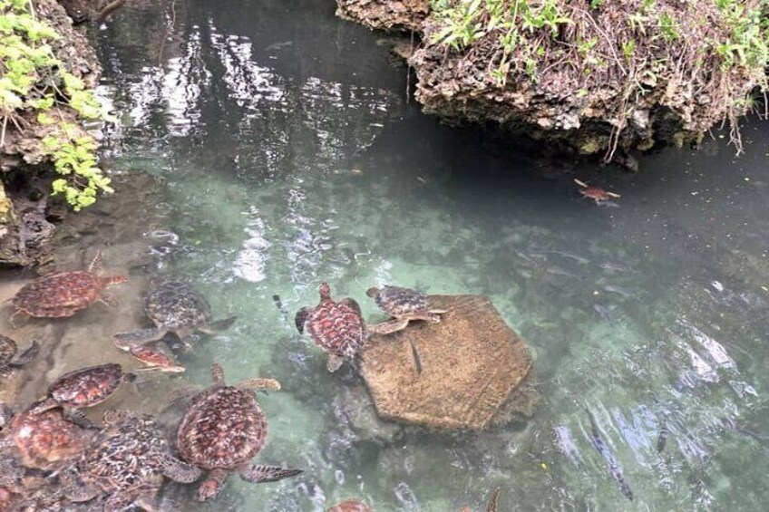 Mnemba Snorkeling, Dolphin and Baraka Natural Aquarium