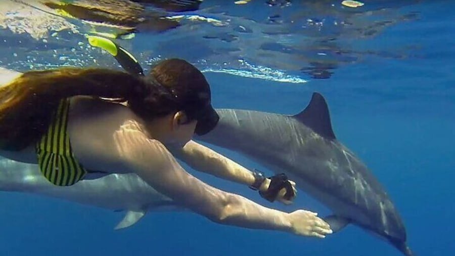 Mnemba Snorkeling, Dolphin and Baraka Natural Aquarium
