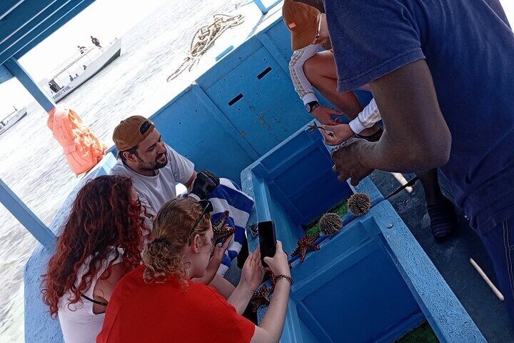 Diani Beach: Glass-bottom Boat Ride with Underwater Show