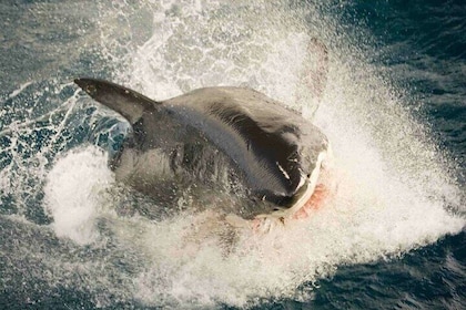 Great white, whales, dolphins, 10 hour discovery South Africa