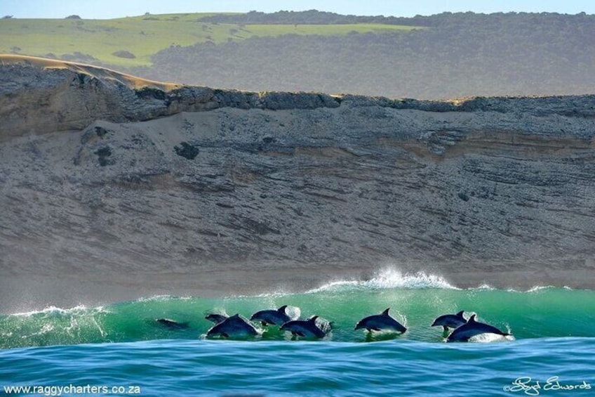 Great white, whales, dolphins, 10 hour discovery of Algoa Bay. 