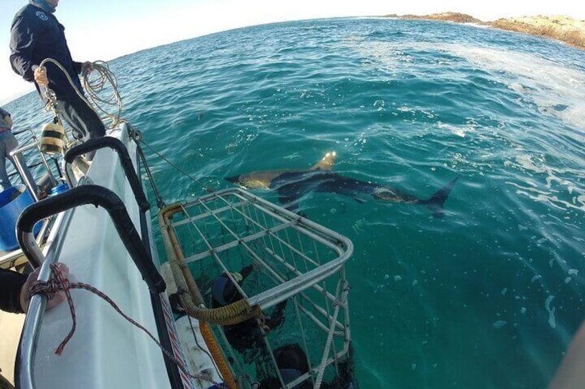 Great white, whales, dolphins, 10 hour discovery of Algoa Bay. 