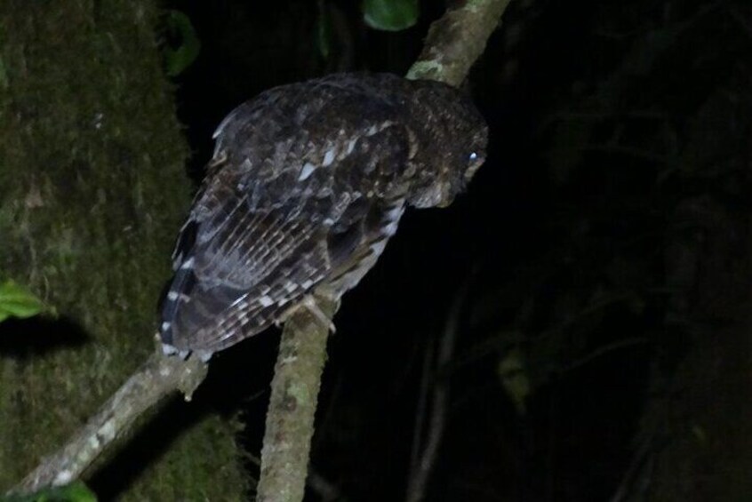 Night Walk in the Monteverde Cloud Forest.