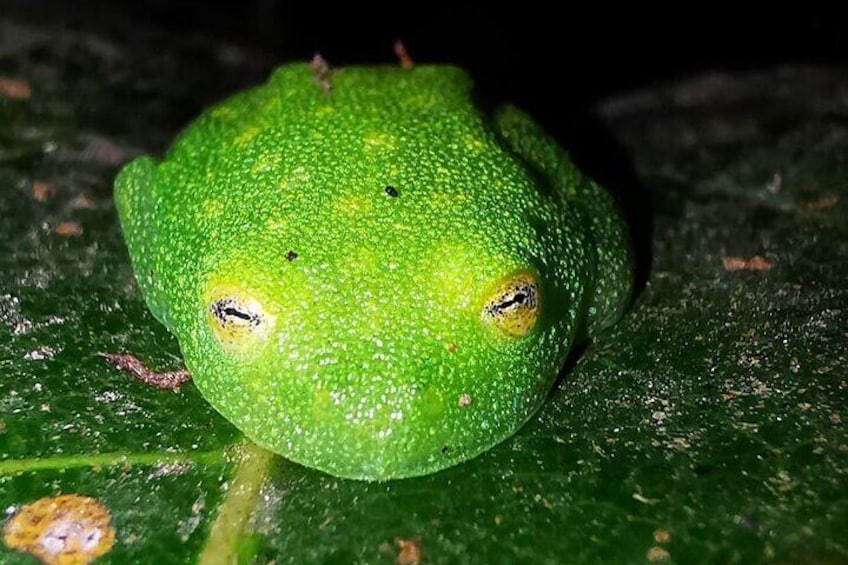 Night Walk in the Monteverde Cloud Forest.