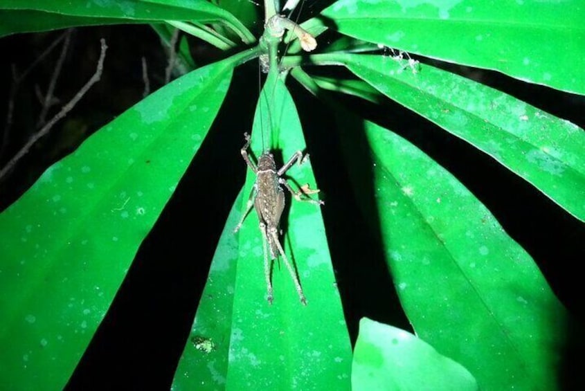 Night Walk in the Monteverde Cloud Forest.
