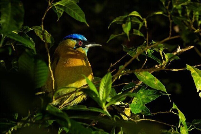 Night Walk in the Monteverde Cloud Forest.