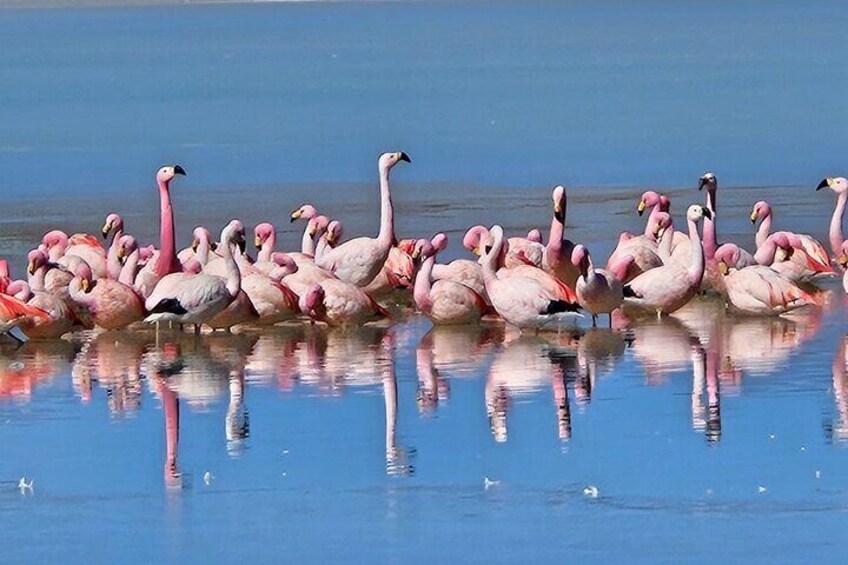 3-Day Uyuni Salt Flat Tour with Sunset and Red Lagoons