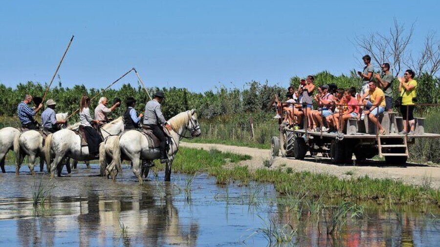 Visit and Discovery in the Heart of the Camargue