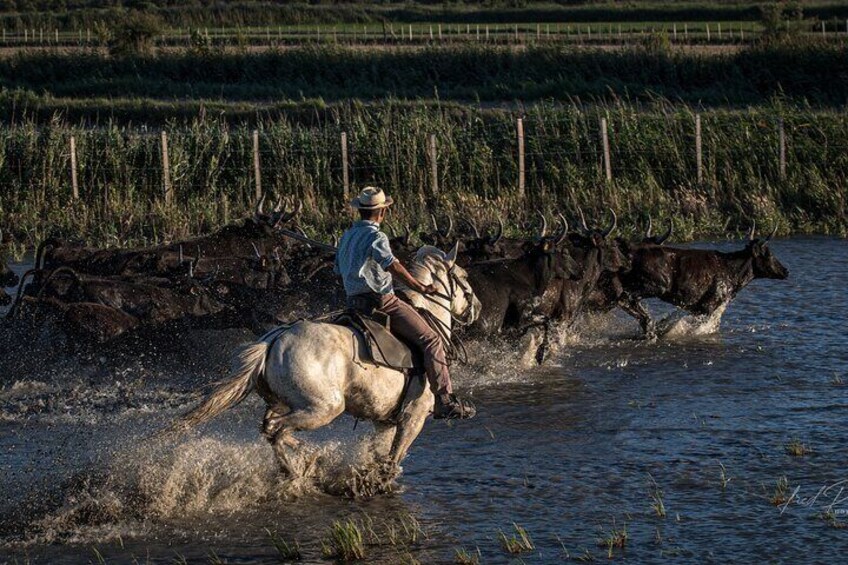 Visit and Discovery in the Heart of the Camargue