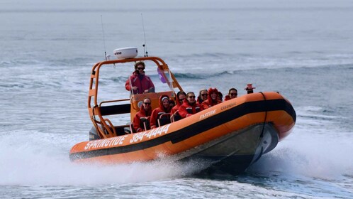 De Victoria : Excursion d’observation des baleines par Zodiac Boat