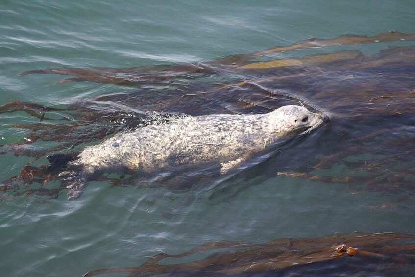 Picture 6 for Activity From Victoria: Whale Watching Tour by Zodiac Boat