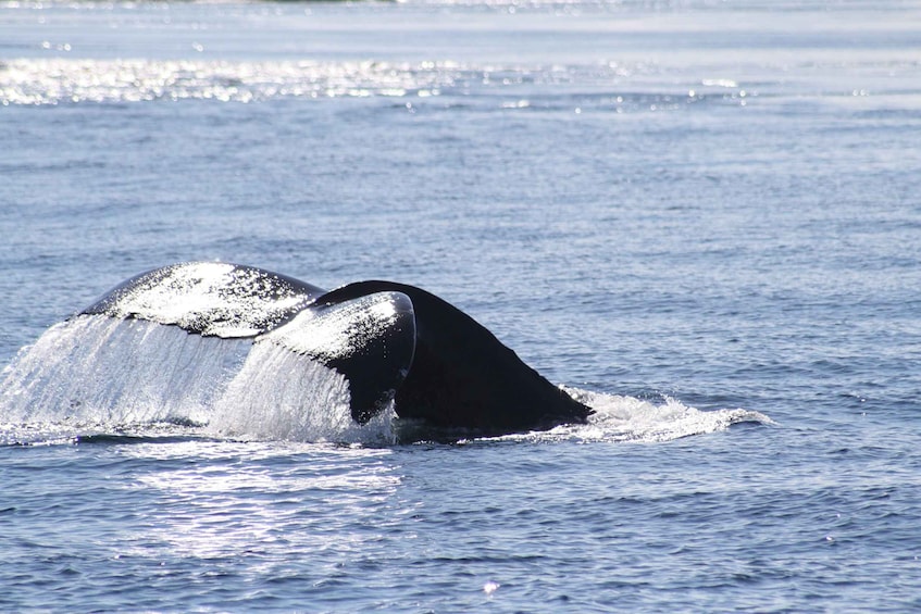 Picture 5 for Activity From Victoria: Whale Watching Tour by Zodiac Boat