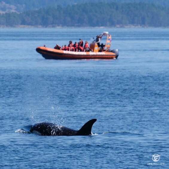 Picture 4 for Activity From Victoria: Whale Watching Tour by Zodiac Boat