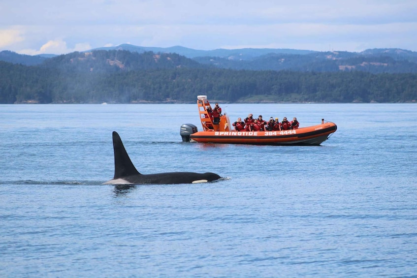 Picture 2 for Activity From Victoria: Whale Watching Tour by Zodiac Boat