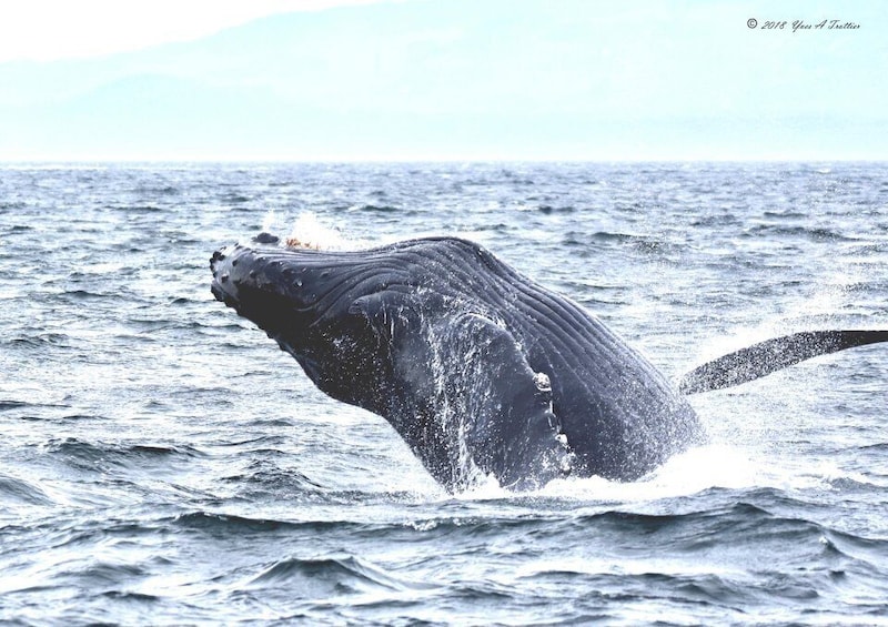 Picture 5 for Activity From Victoria: Whale Watching Tour by Zodiac Boat