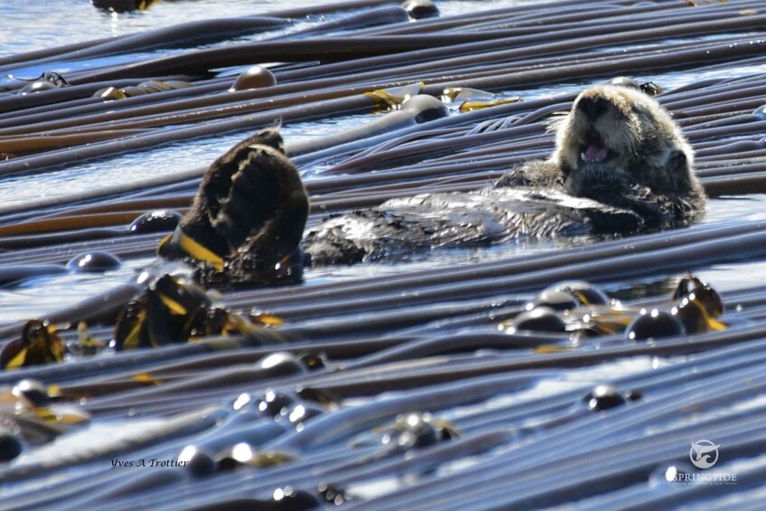 Picture 7 for Activity From Victoria: Whale Watching Tour by Zodiac Boat