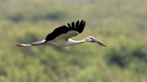 Prek Toal Birds Sanctuary & floating Village Private Tour