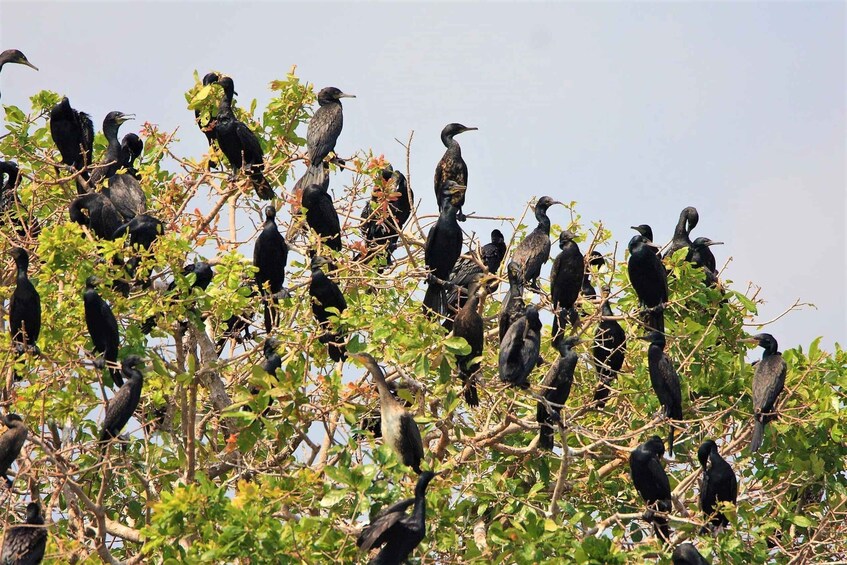 Picture 16 for Activity Prek Toal Birds Sanctuary & floating Village Private Tour