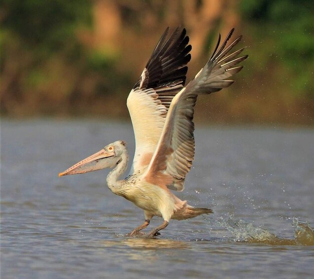 Picture 5 for Activity Prek Toal Birds Sanctuary & floating Village Private Tour