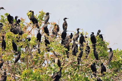 Prek Toal Birds Sanctuary & floating Village Private Tour