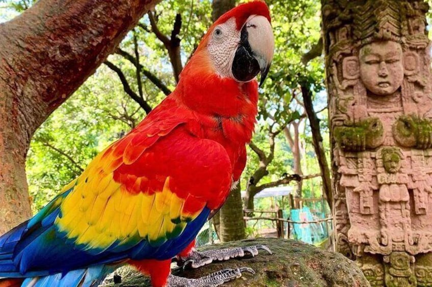 Roatán's Macaw birds are a testament to the island's rich biodiversity.