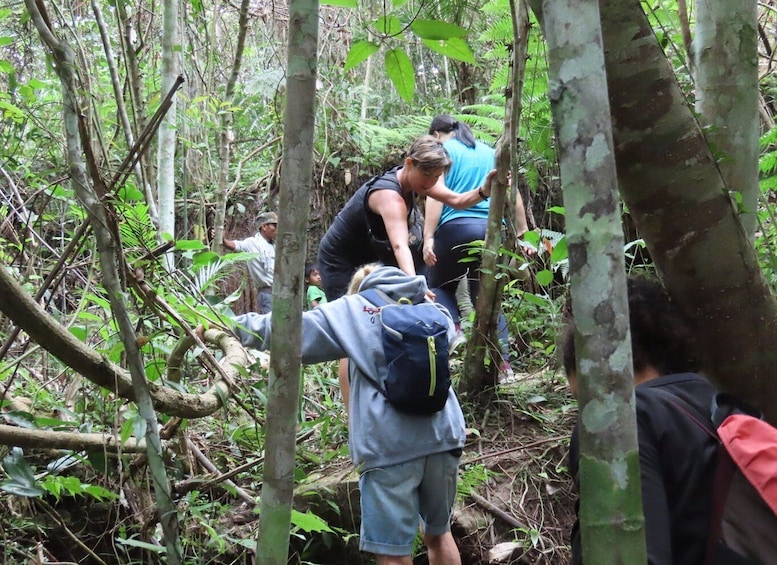 Rainforest Jungle Trekking Tour from Siem Reap