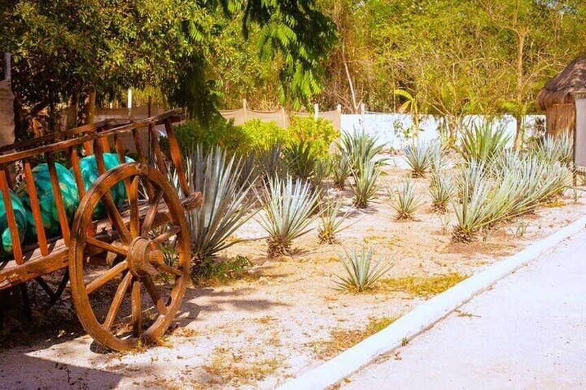 Sabores de Cozumel Park