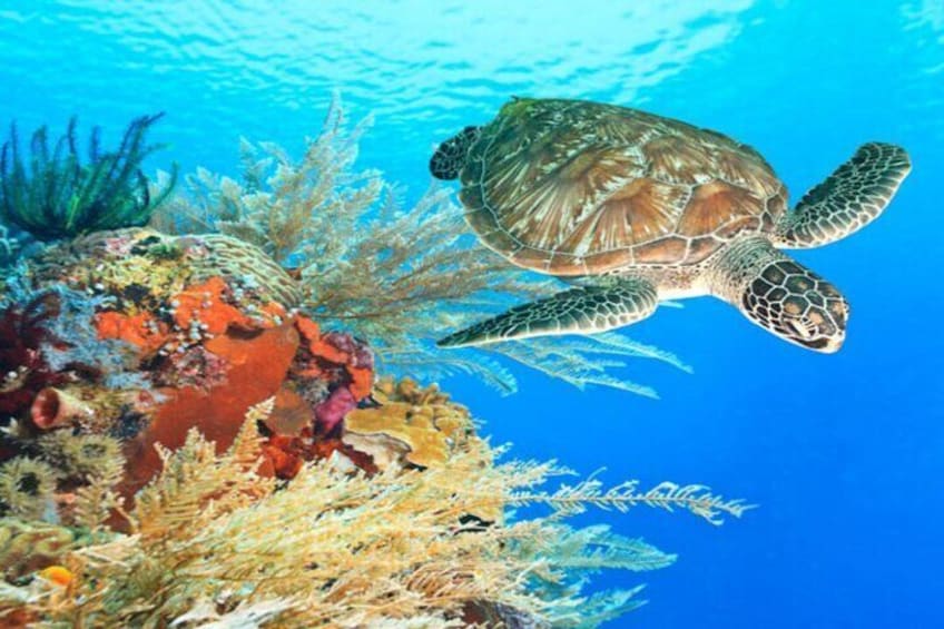 Marsa Mubarak Snorkeling Sea trip with Lunch from Marsa Alam 