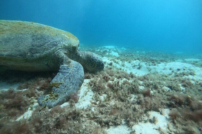 Marsa Mubarak Snorkeling Sea trip with Lunch from Marsa Alam 