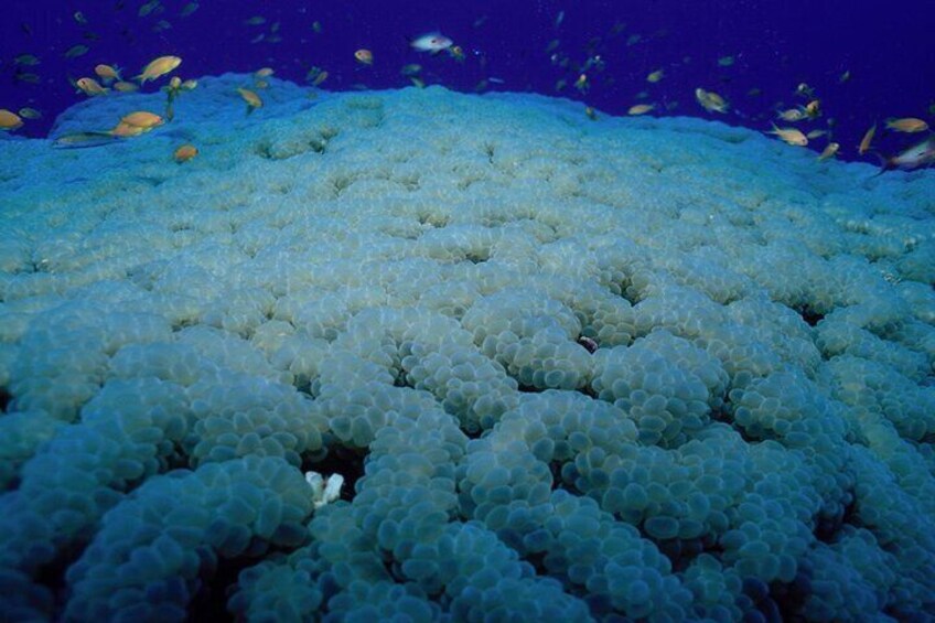 Marsa Mubarak Snorkeling Sea trip with Lunch from Marsa Alam